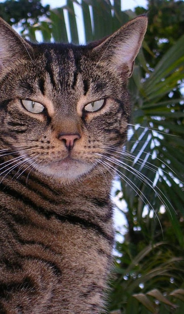 Американская короткошерстная кошка в саду