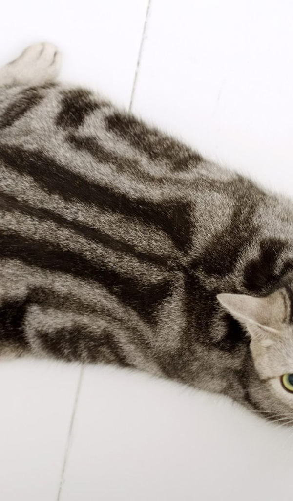 Американская короткошерстная кошка на полу