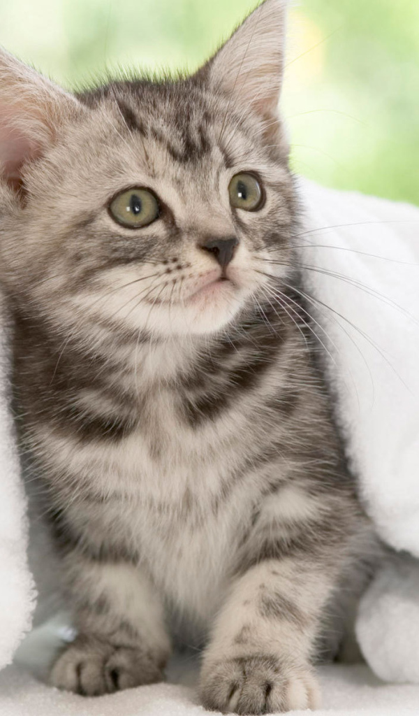 Котенок американской жесткошерстной кошки