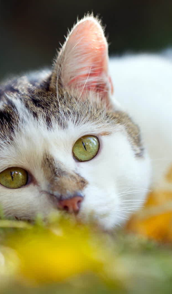 Американская жесткошерстная кошка лежит на траве