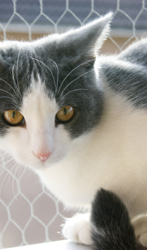 Американская жесткошерстная кошка у забора