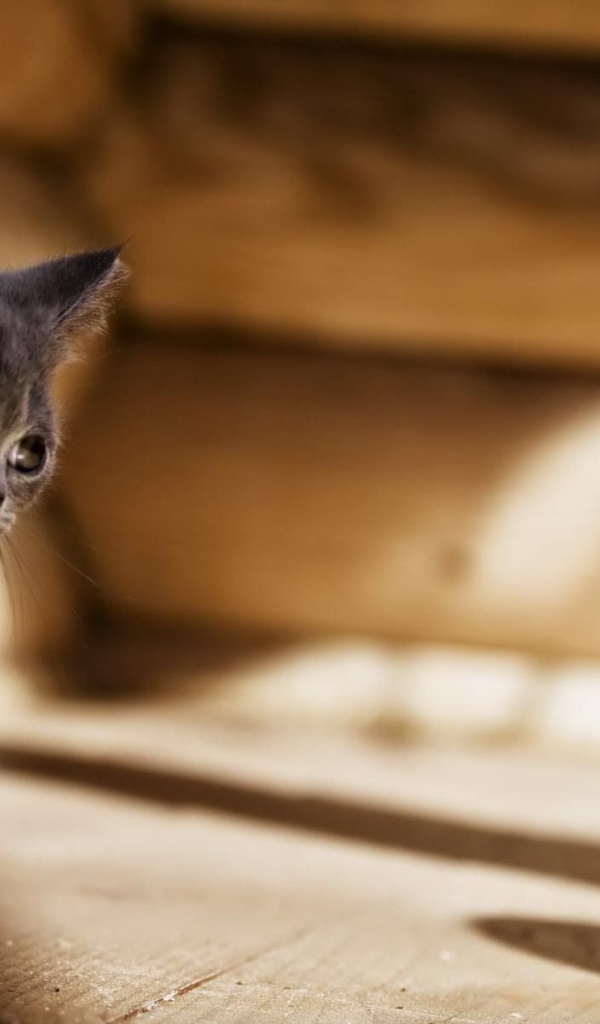 Серый котенок американской жесткошерстной кошки