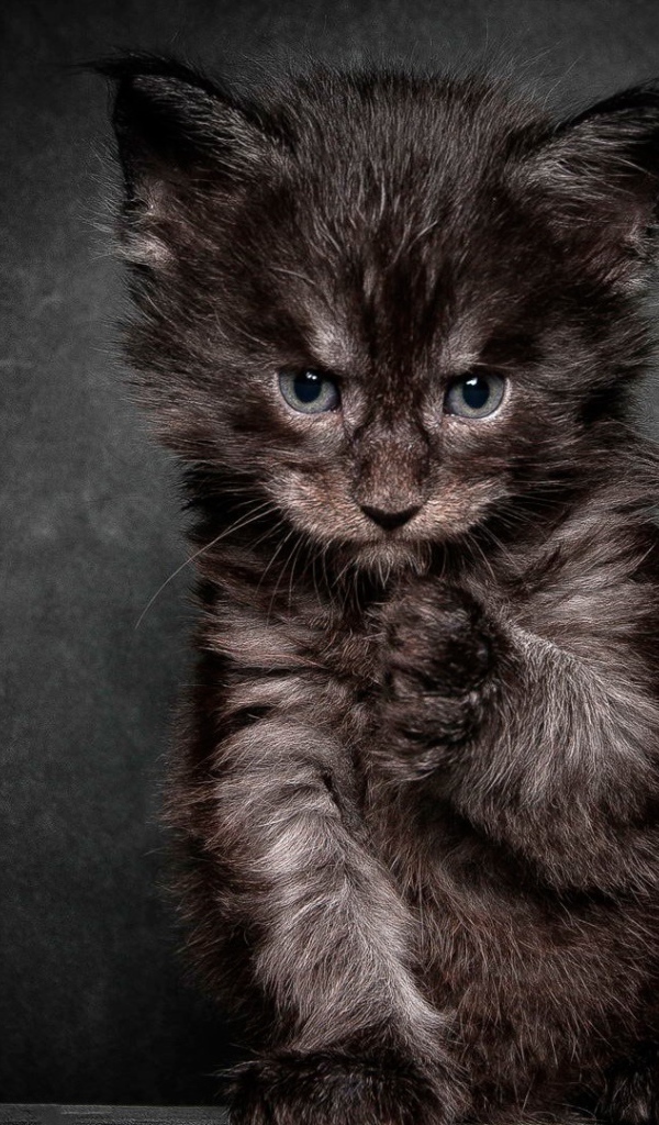 Cердитый черный кот