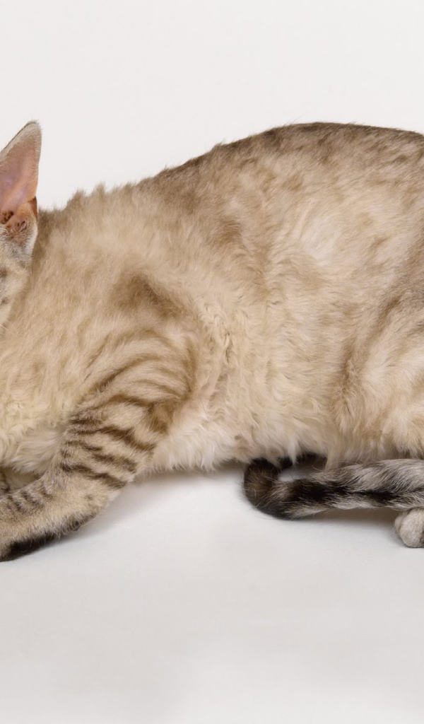 Злой кот кимрик