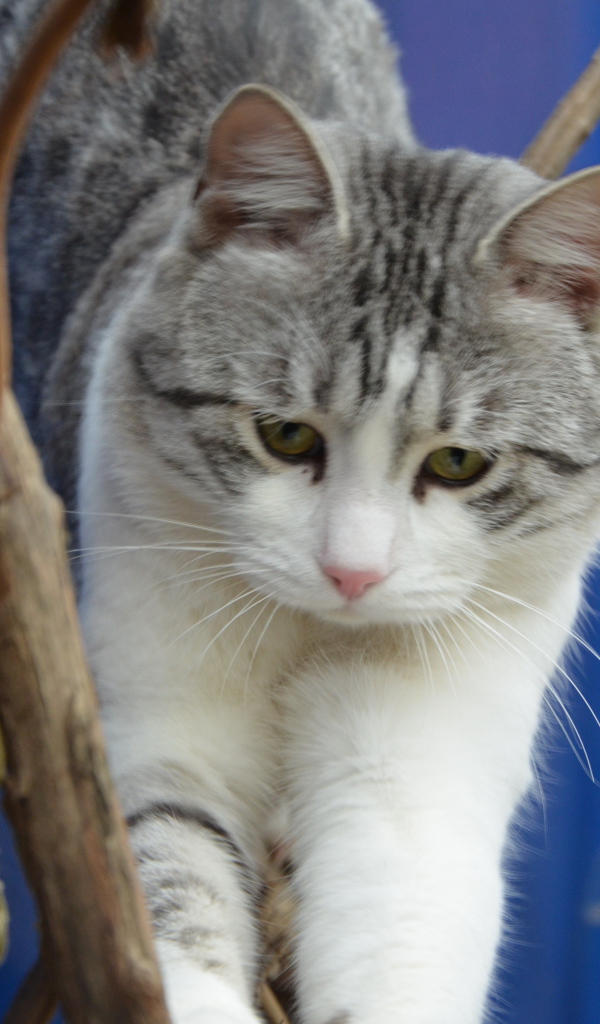 Аравийский мау среди веток