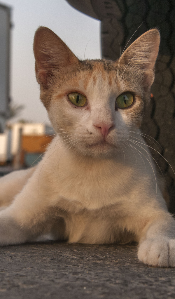 Аравийский мау у колеса