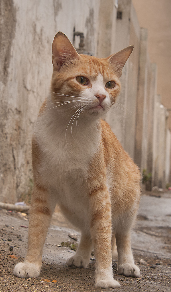 Аравийский мау гуляет по улице