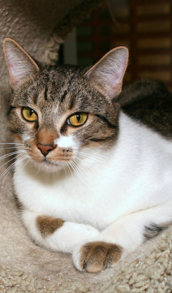 Азиатская табби в домике