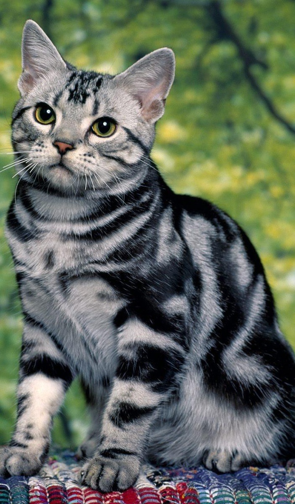 Милая кошка азиатская табби