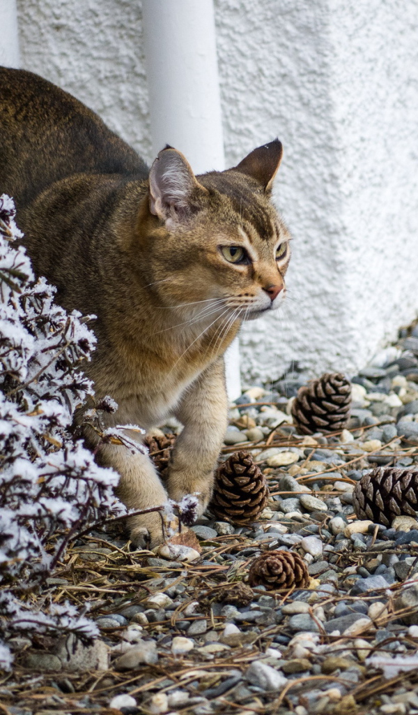 Кот породы азиатская табби
