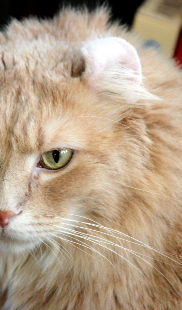 Рыжий американский керл