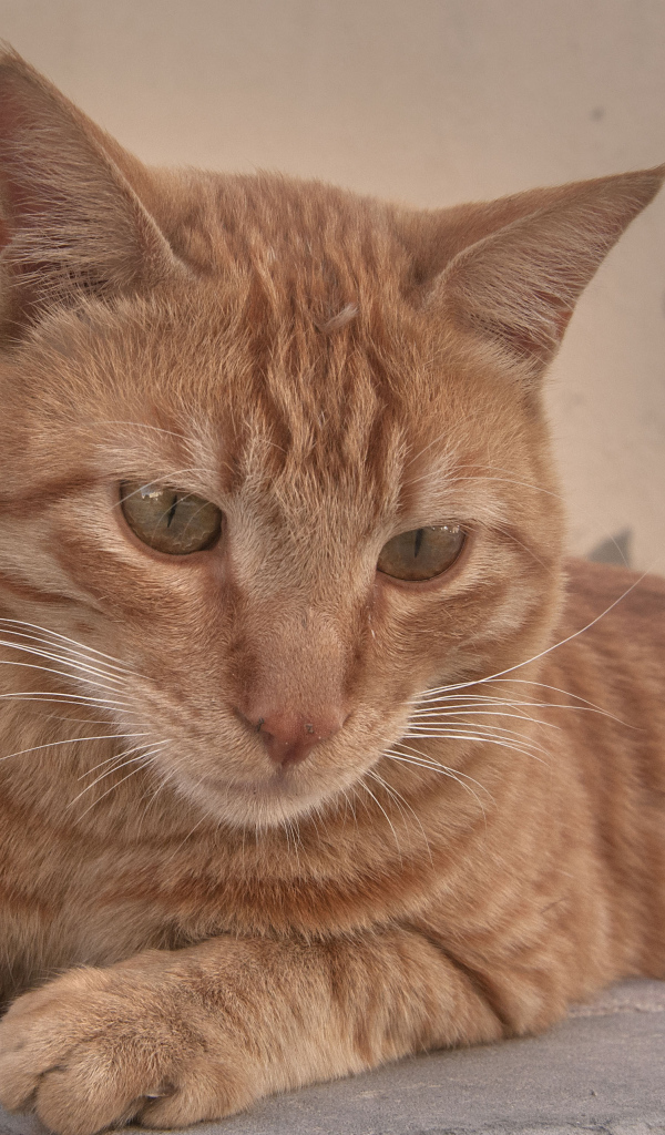 Рыжий аравийский мау