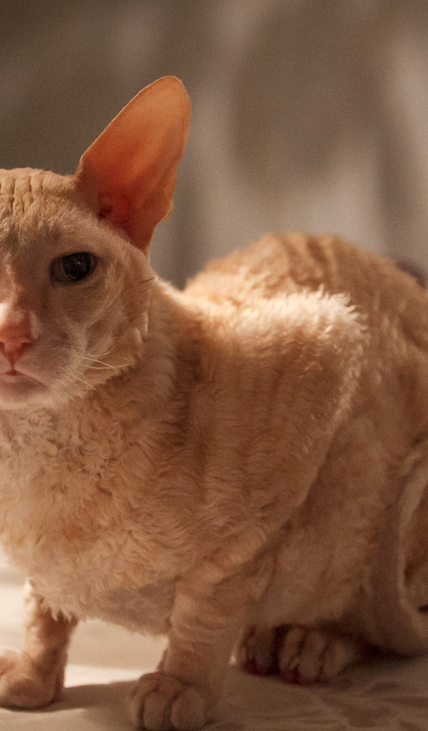 Рыжий корниш рекс