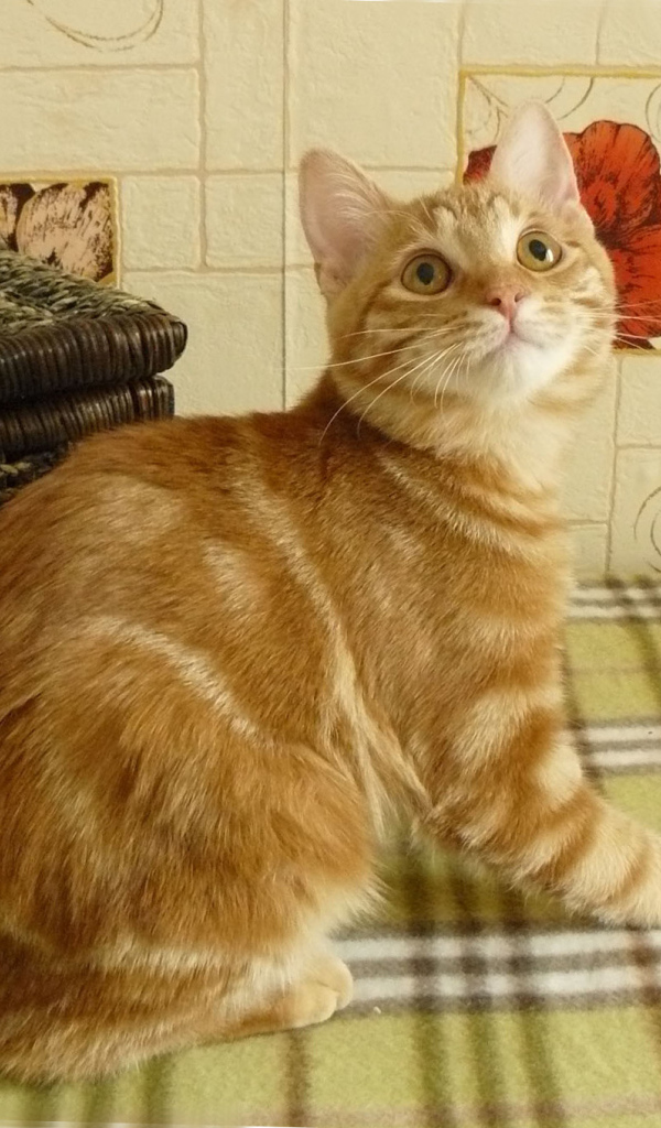 Рыжий курильский бобтейл