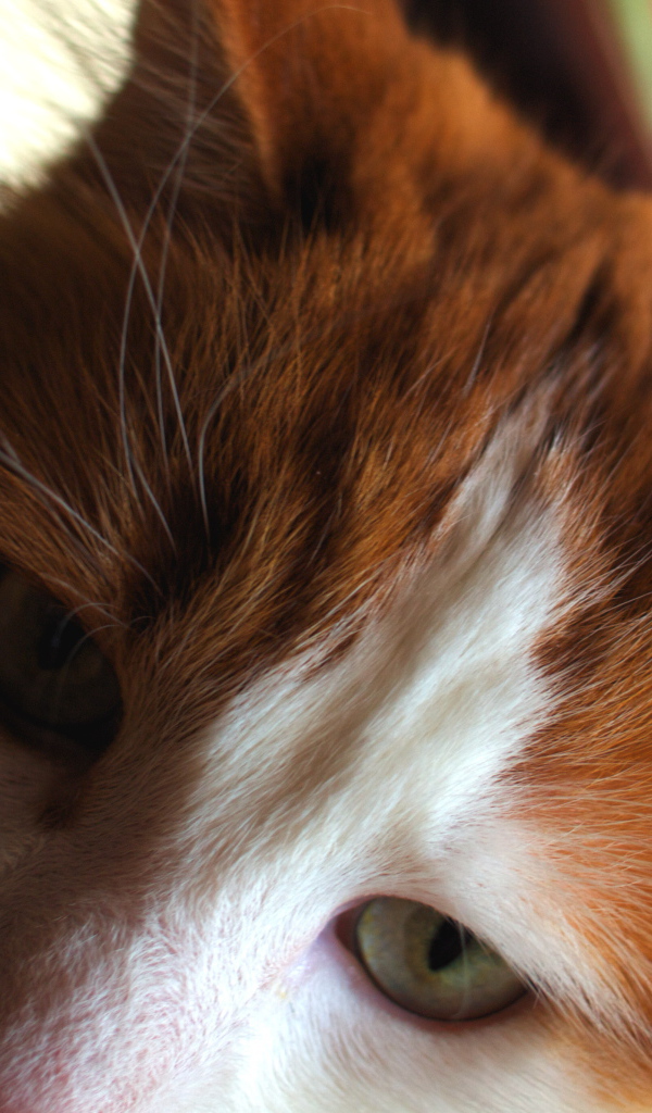 Рыжий турецкий ван