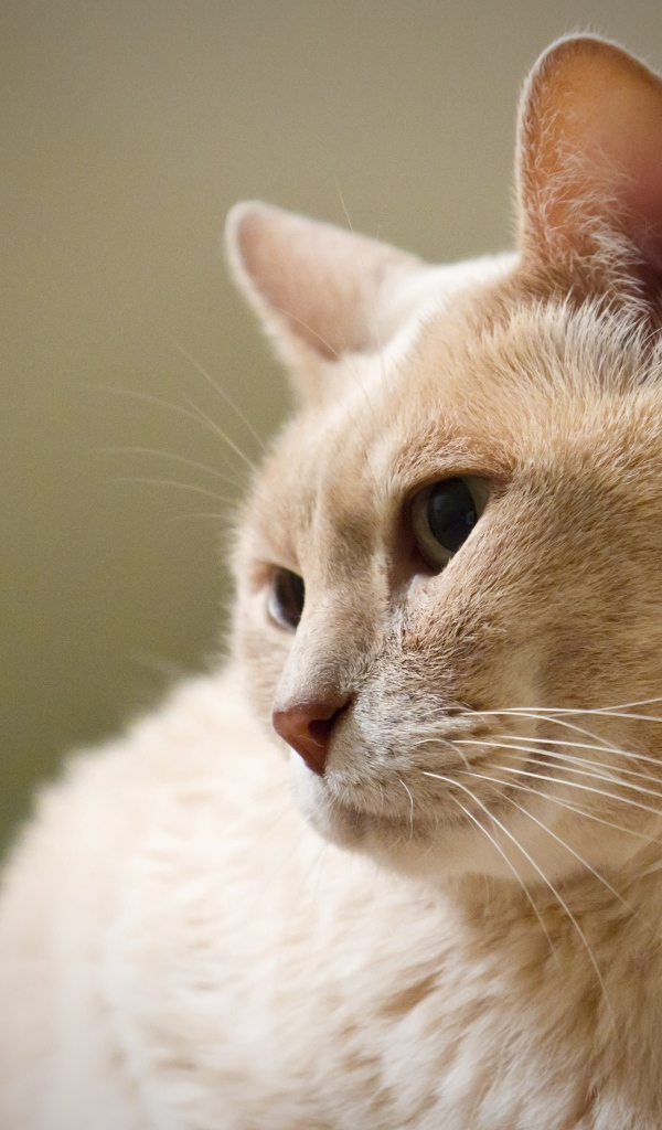 Кот австралийский мист