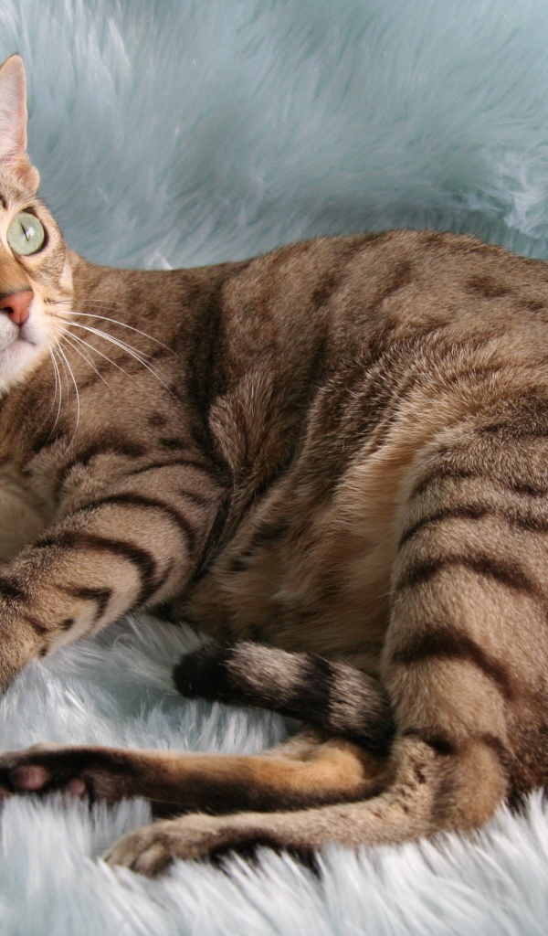 Порода кошек австралийский мист