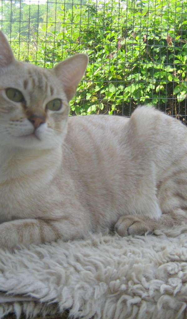 Кот австралийский мист на природе