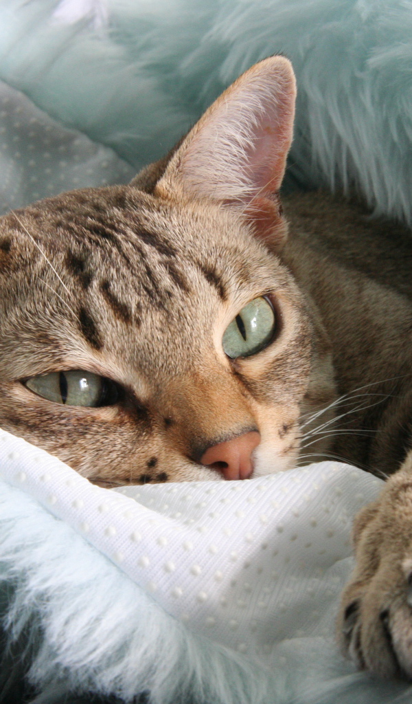 Австралийский мист отдыхает