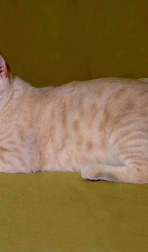 Австралийский мист на зеленом фоне