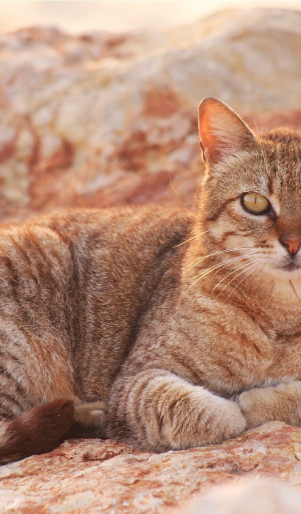 Австралийский мист на скале