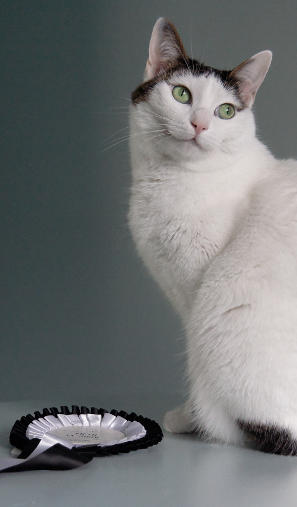 Награда японского бобтейла