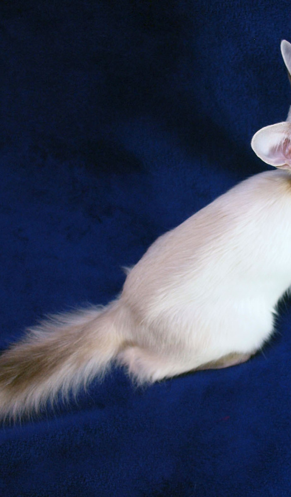 Порода балийских кошек