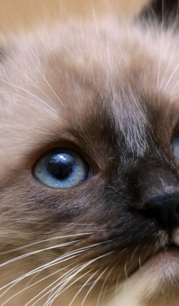 Котенок балийской кошки