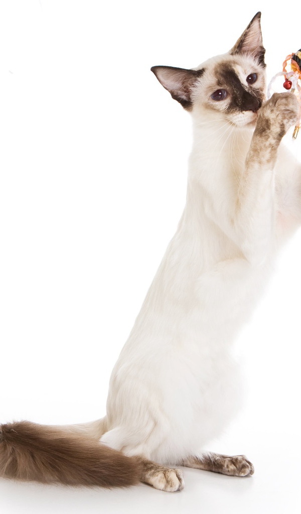 Балийская кошка с игрушкой