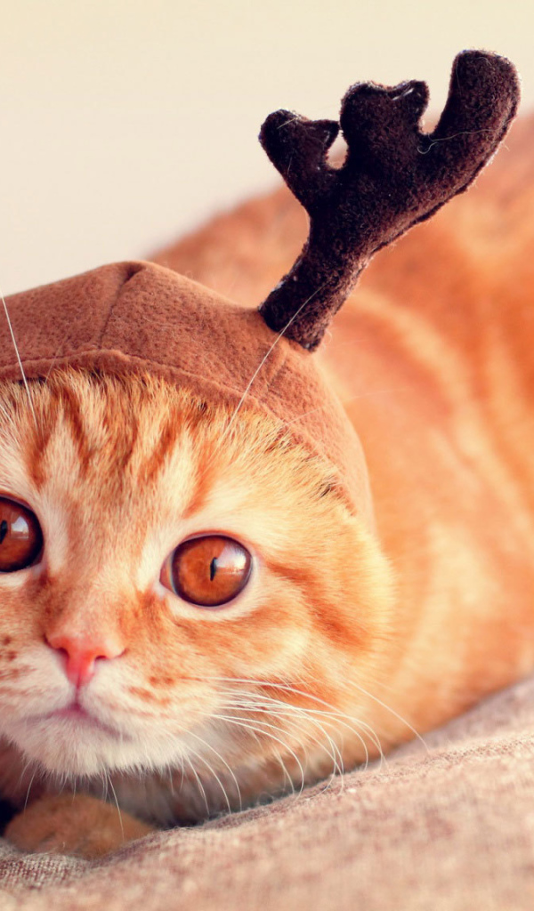 Шапочка у шотландской кошки