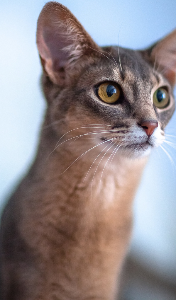 Красивая абиссинка