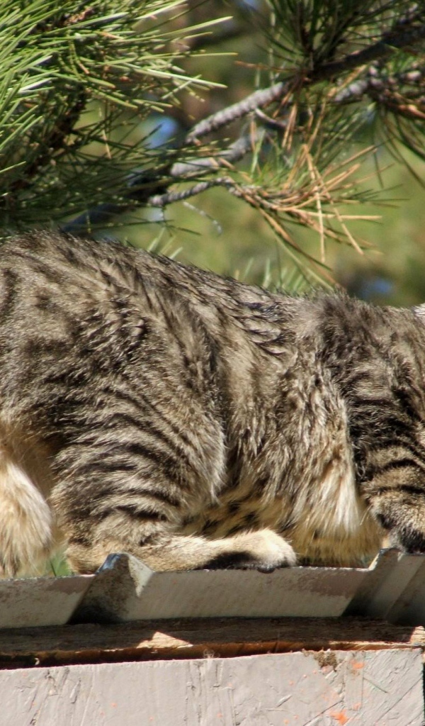 Красивый американский бобтейл