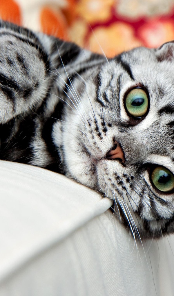 Красивая американская жесткошерстная кошка