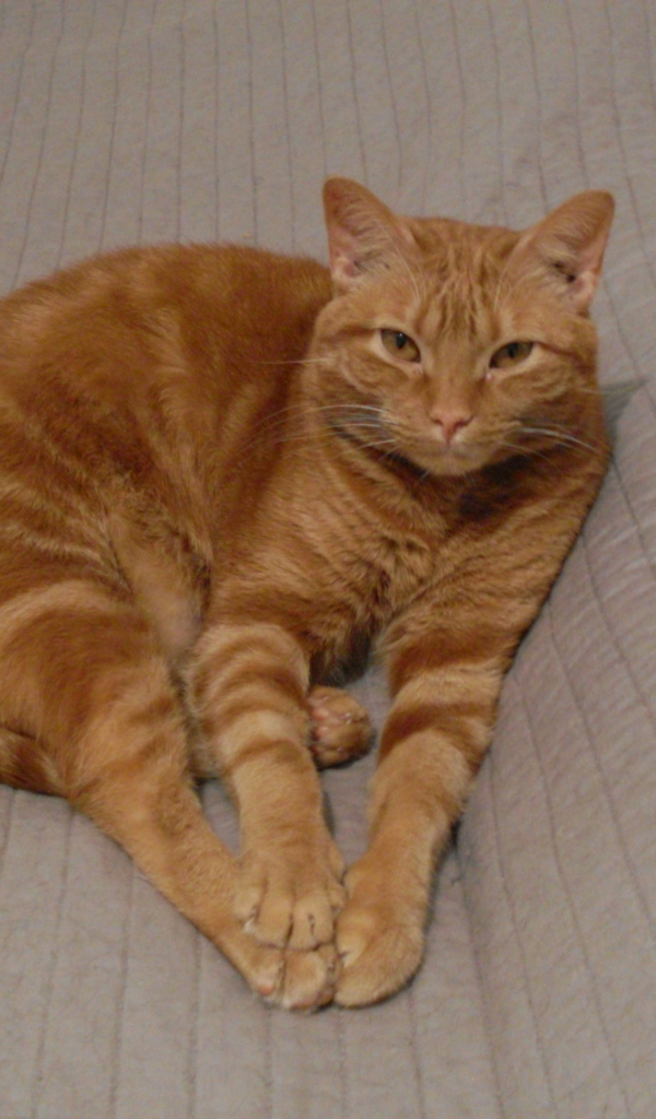 Красивый аравийский мау