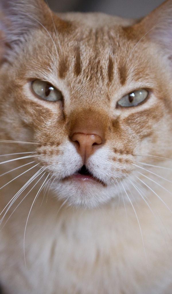 Красивый австралийский мист