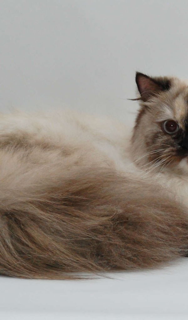 Красивая британская длинношерстная кошка