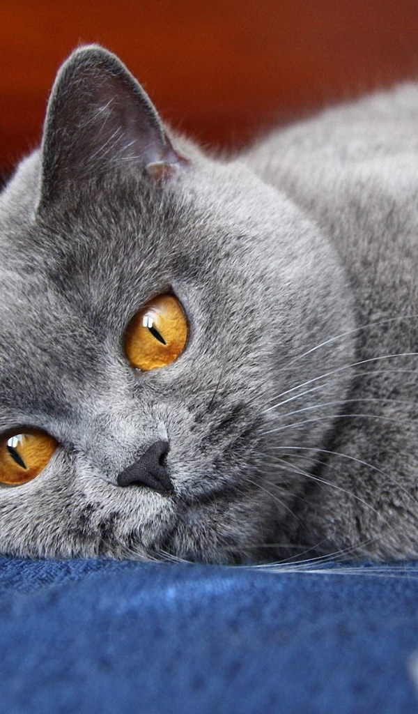 Красивая британская короткошерстная кошка