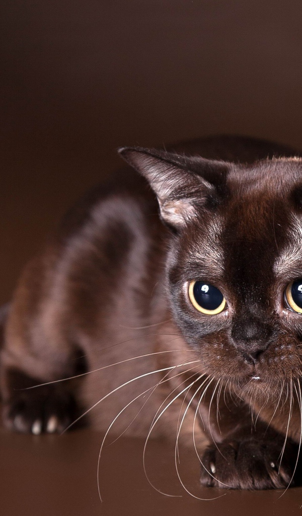 Красивая бурманская кошка