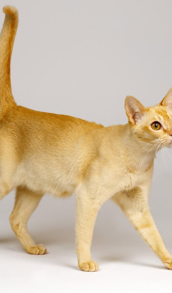 Красивая цейлонская кошка