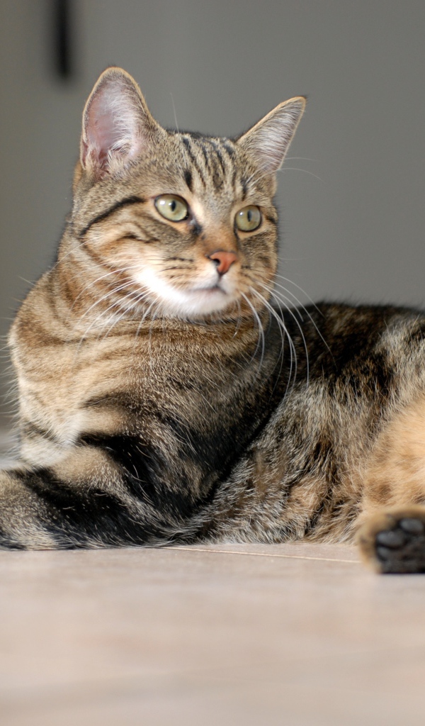 Красивая европейская короткошерстная кошка