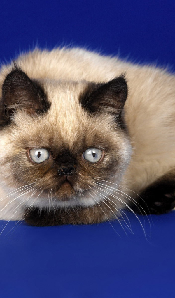 Красивая гималайская кошка