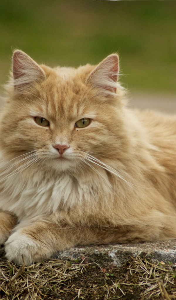 Красивая норвежская лесная кошка