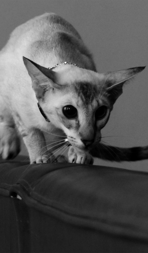 Красивая ориентальная короткошерстная кошка