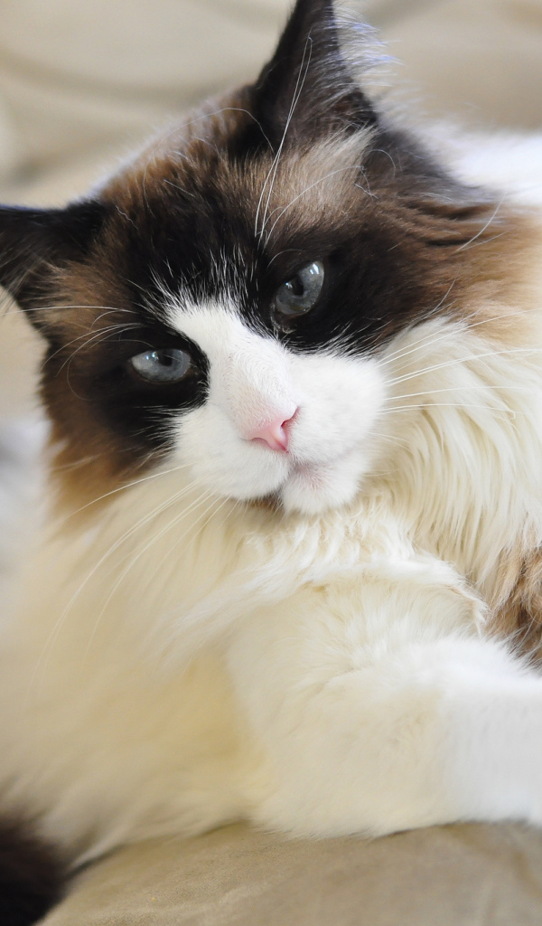 Красивая кошка рэгдолл