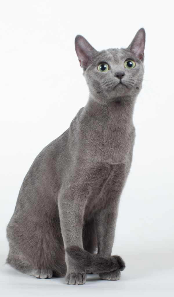 Красивая русская голубая кошка