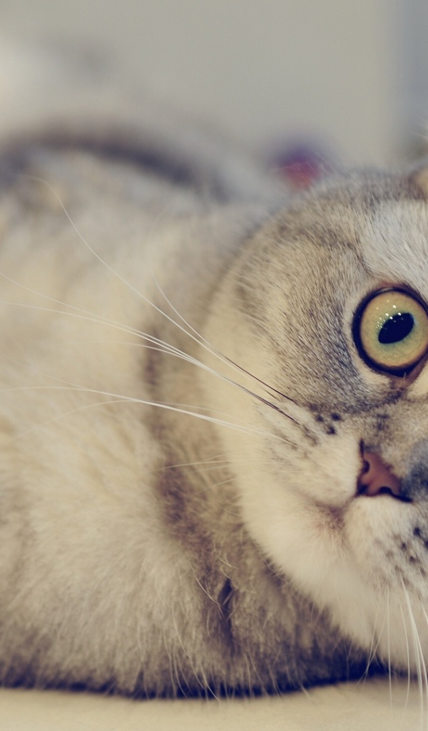 Красивая шотландская кошка