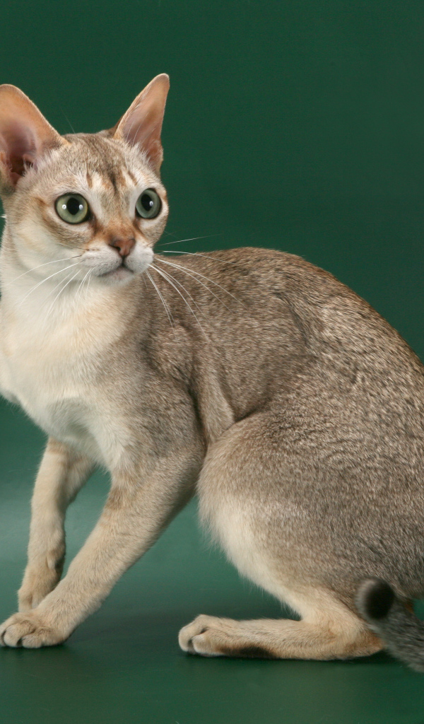 Красивая сингапурская кошка