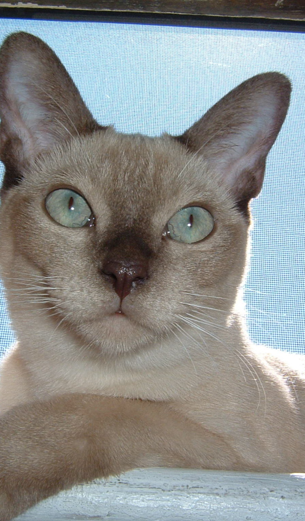 Красивая тонкинская кошка