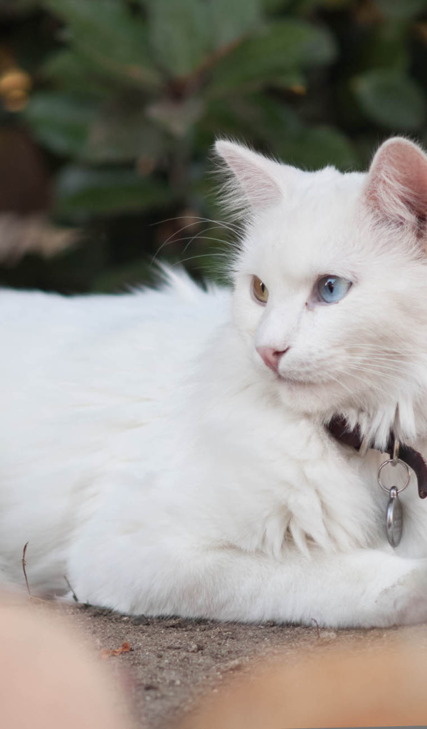 Красивая кошка турецкая ангора