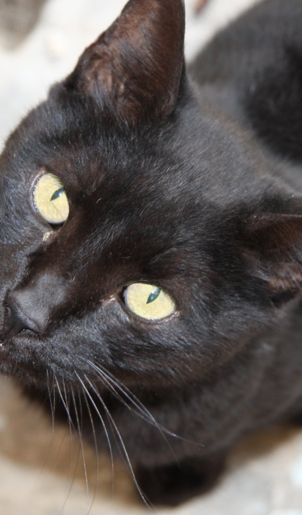 Красивая бомбейская кошка